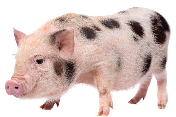 Tierische Produktempfehlung